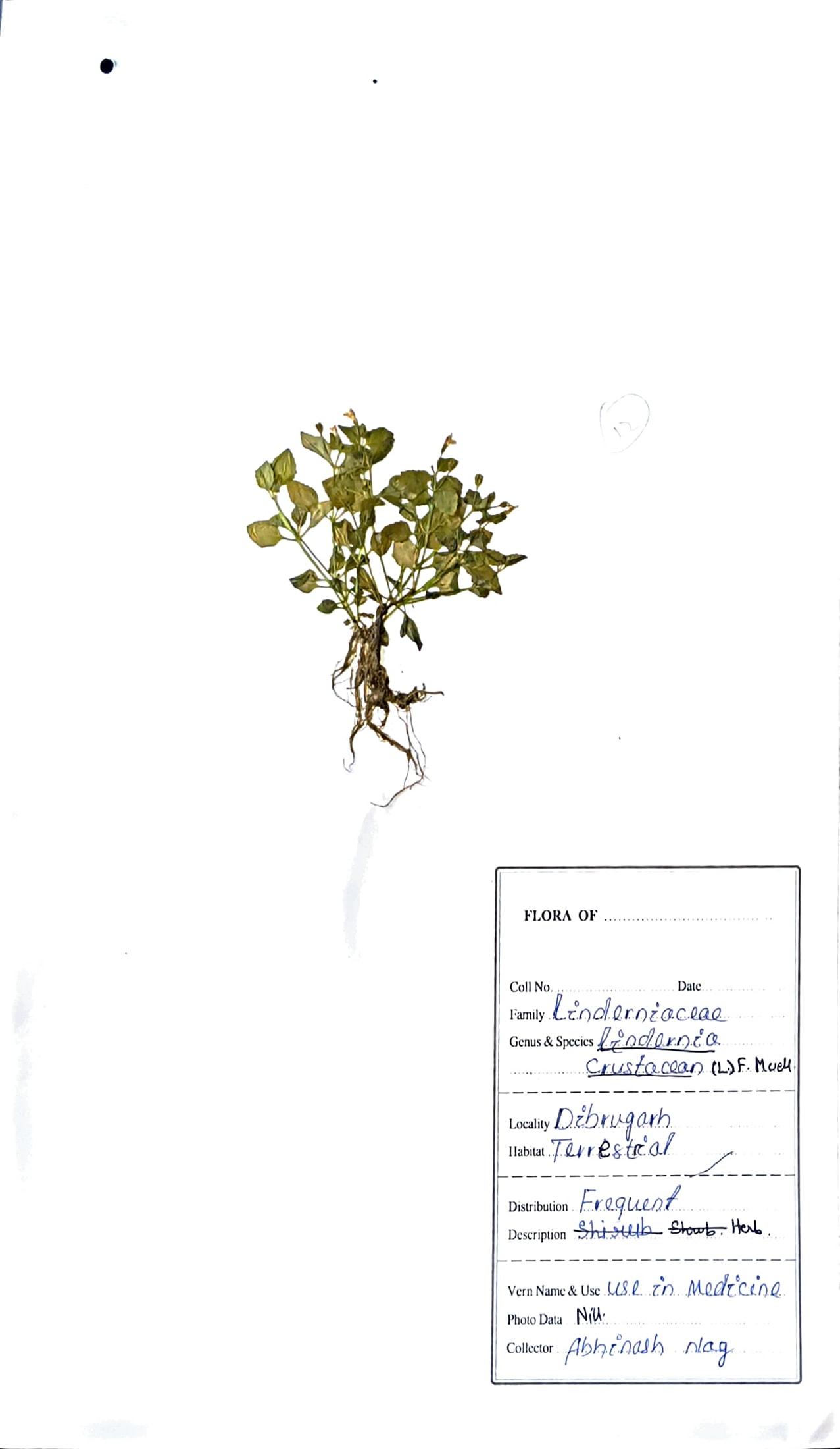 Mou supohi (Ass.) (Herbarium)